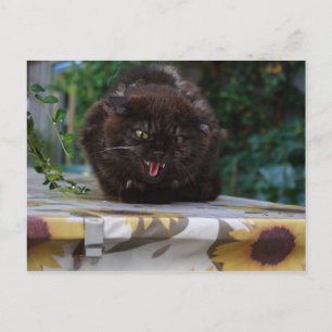 Arg Katt Vykort