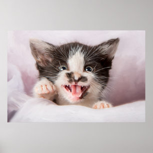 Arg Kitten med oljefärgeffekt Poster
