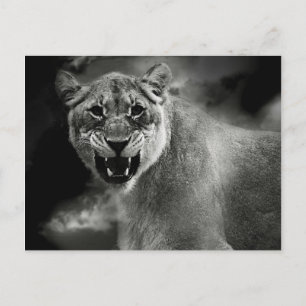 Arg lejon i svartvitt vykort