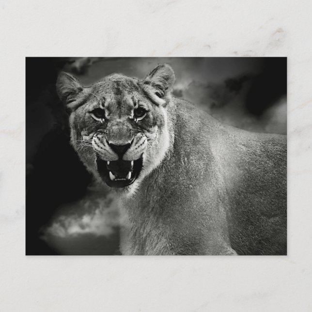 Arg lejon i svartvitt vykort (Framsida)