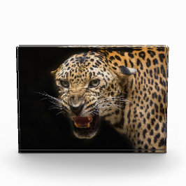 Arg Leopard