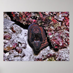 Arg Little Eel Poster