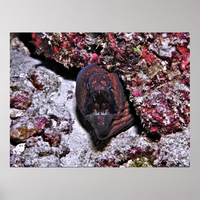 Arg Little Eel Poster (Framsidan)