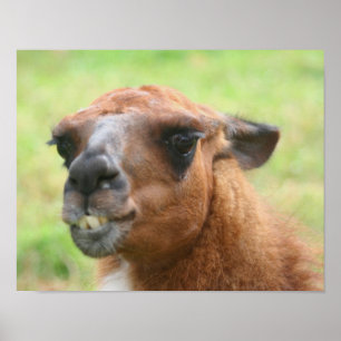 Arg Llama Farm Animal Poster
