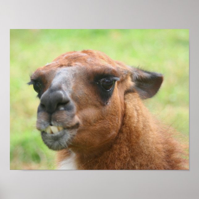 Arg Llama Farm Animal Poster (Framsidan)