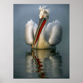 Arg Pelican L Poster