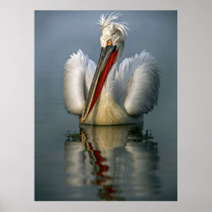 Arg Pelican L Poster
