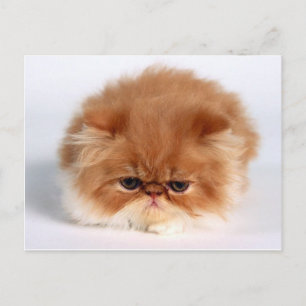Arg Persian Puff Boll Kitten Vykort