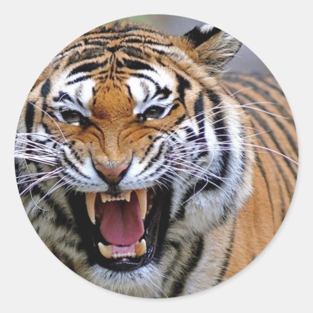 Arg Tiger Stickers Runt Klistermärke (Framsida)