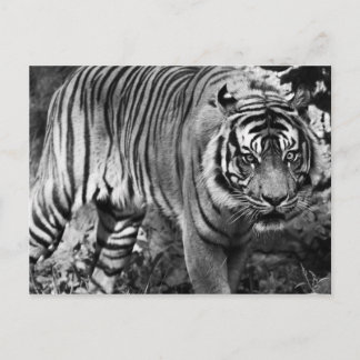 Arg Tiger Vykort