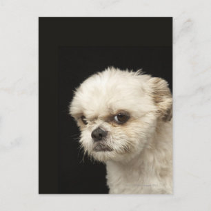 Arg vit Shih Tzu med brunt öga Vykort