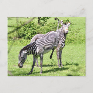 Arg Zebra Vykort