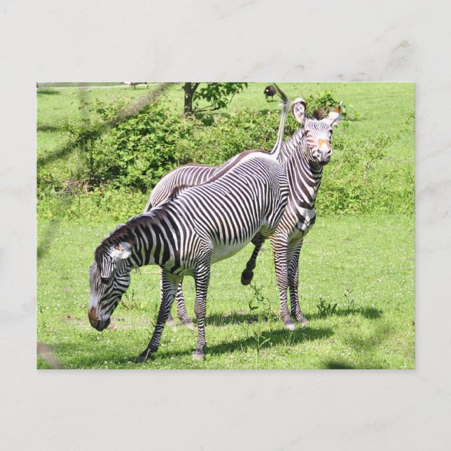 Arg Zebra Vykort (Framsida)