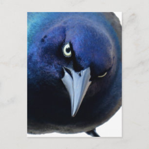 Argen Grackle Vykort