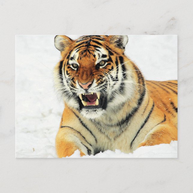 Argens tiger ljugande i snö vykort (Framsida)