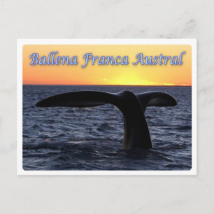 Argentina - Ballena franca austral - Vykort