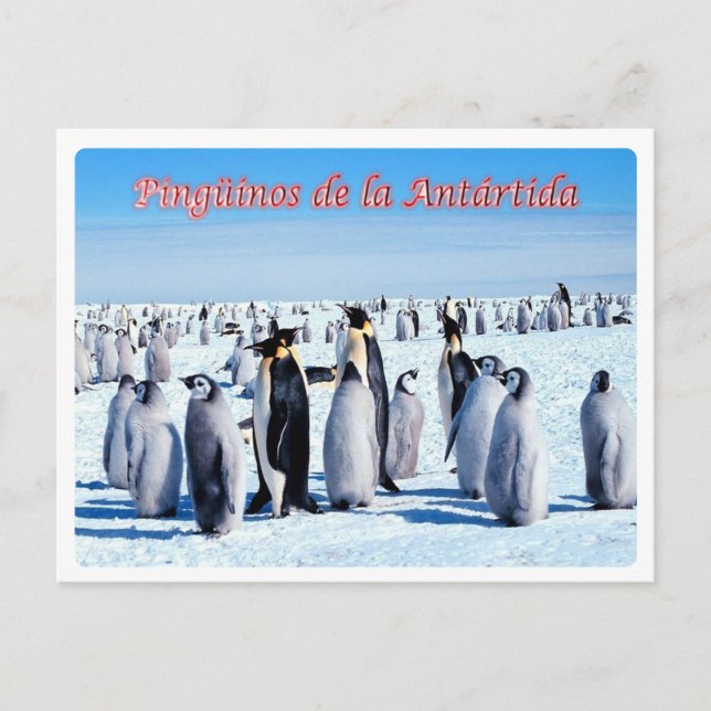 Argentina - Pingüinos de la Antártida - Vykort (Framsida)