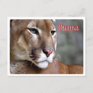 Argentina - Puma - Vykort