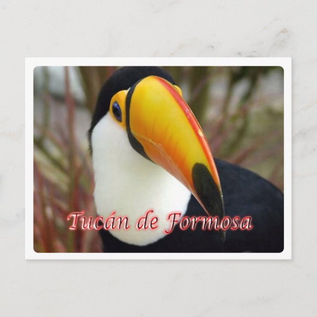 Argentina - Tucán de Formosa - Vykort (Framsida)