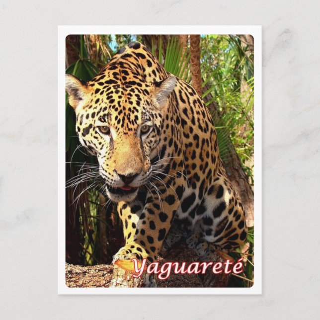 Argentina - Yaguareté - Vykort (Framsida)