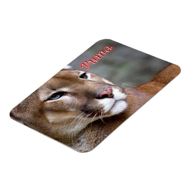Argentinas Puma - Magnet (Vänstra Sidan)