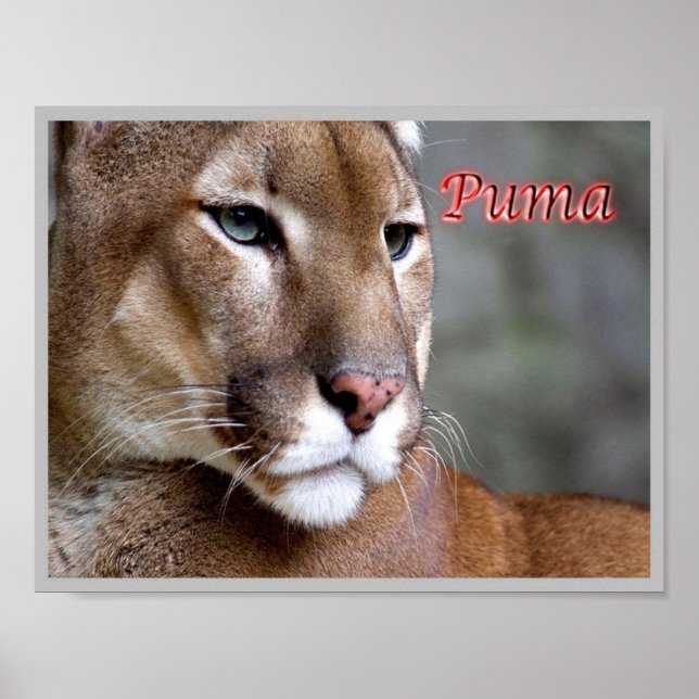Argentinas Puma - Poster (Framsidan)