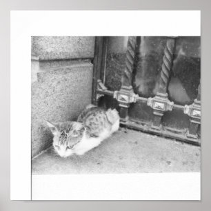Argentinsk katt poster