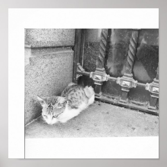 Argentinsk katt poster (Framsidan)