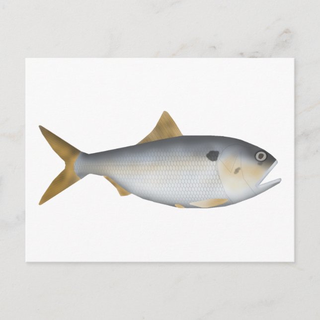 Argentinsk menhaden vykort (Framsida)