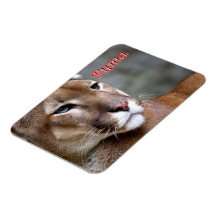 Argentinska Puma - Magnet