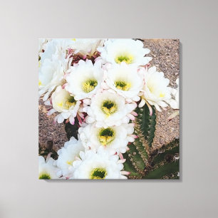Argentinska Saguaro Flowers Canvastryck