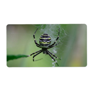 Argiope bruennichi fraktsedel