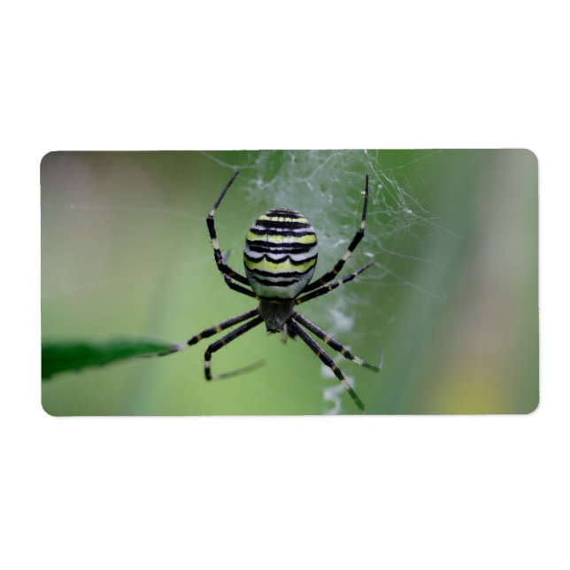 Argiope bruennichi fraktsedel (Framsidan)