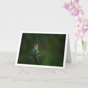 Argiope bruennichi, Getingspindel, Hjulspindel Kort