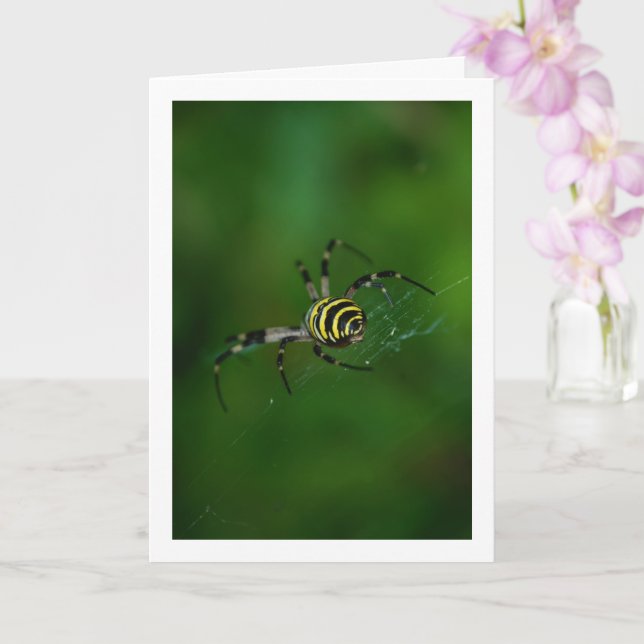 Argiope bruennichi, Getingspindel, Hjulspindel Kort (Orkide)