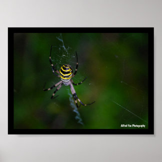 Argiope bruennichi, Getingspindel, Hjulspindel Poster