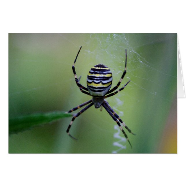 Argiope bruennichi hälsningskort (Framsidan Horizontal)
