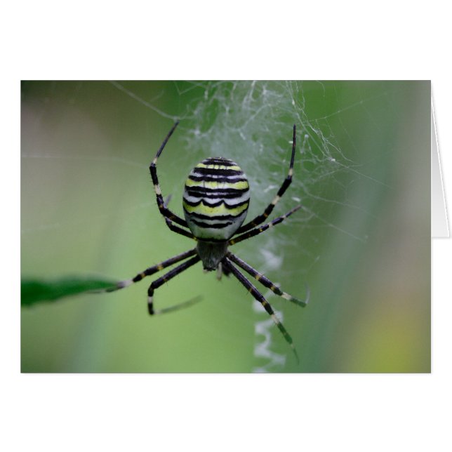 Argiope bruennichi hälsningskort (Framsidan Horizontal)