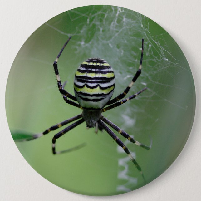 Argiope bruennichi knapp (Framsida)