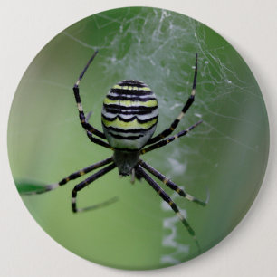 Argiope bruennichi knapp