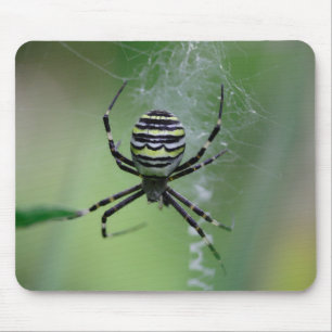 Argiope bruennichi musmatta