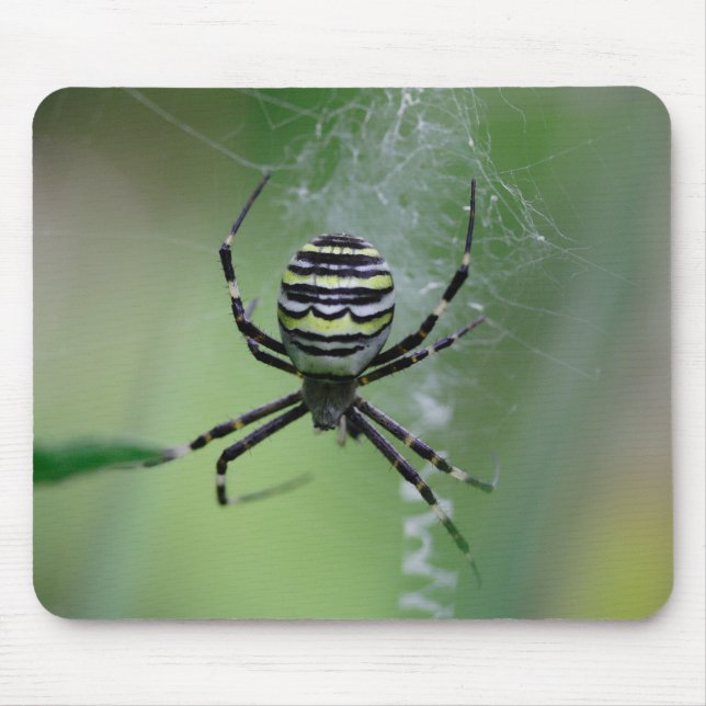 Argiope bruennichi musmatta (Framsidan)