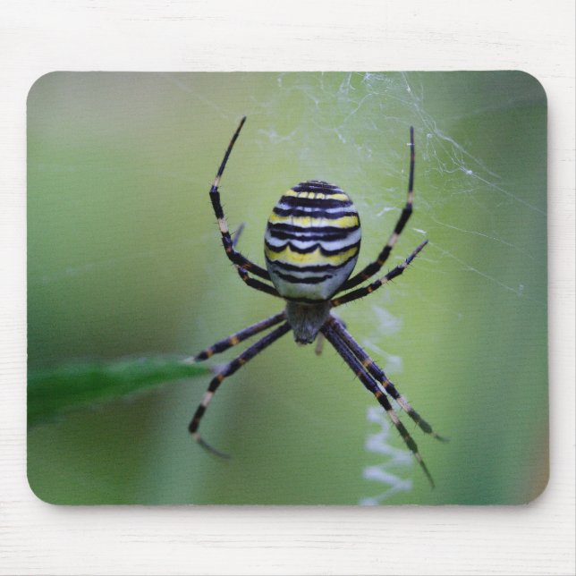 Argiope bruennichi musmatta (Framsidan)