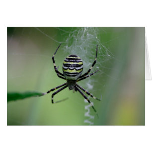Argiope bruennichi OBS kort