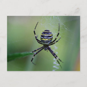 Argiope bruennichi vykort
