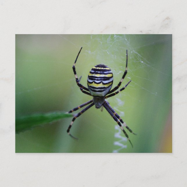 Argiope bruennichi vykort (Framsida)