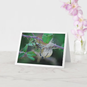 Argiope bruennichi, Wasp Spider och Egg Kort