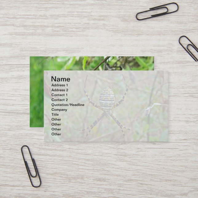 Argiope Orb Weaver Spiders Visitkort (Fram/Back In Situ)