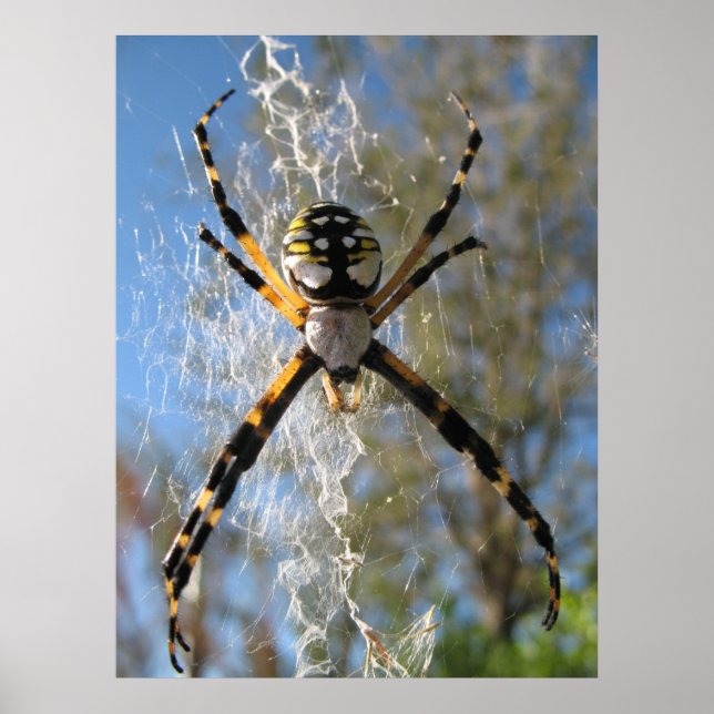 Argiope Spider Poster (Framsidan)