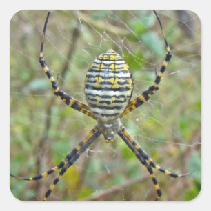 Argiope trifasciata Orb Weaver Spider Fyrkantigt Klistermärke